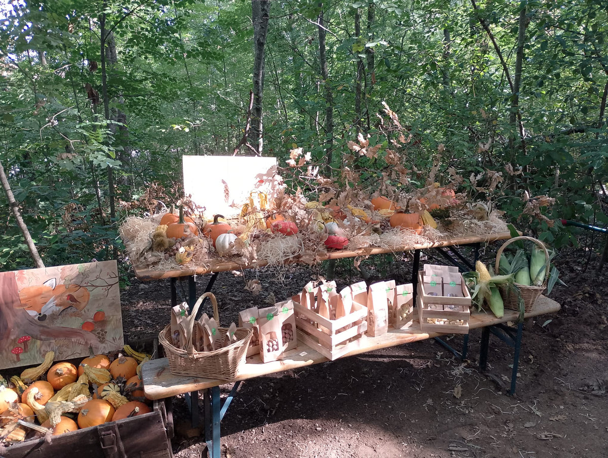 5 Zucche ornamentali