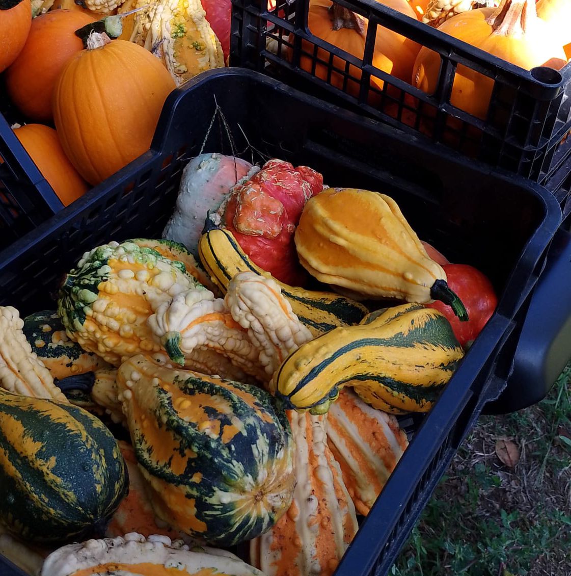 5 Zucche ornamentali